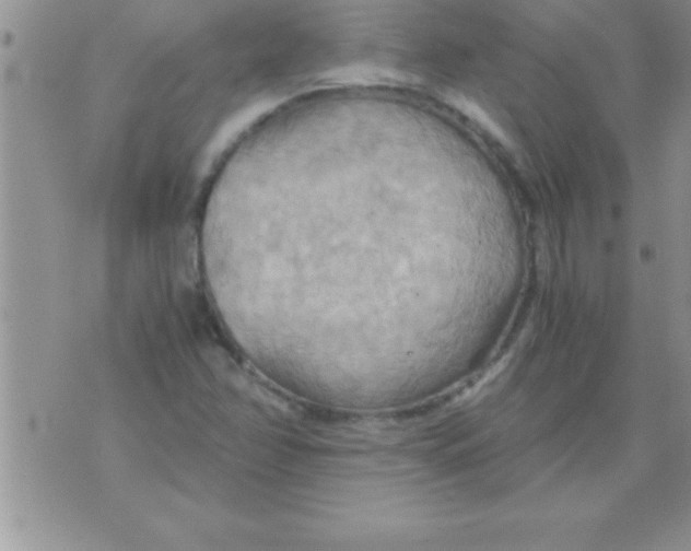 X0000075891358200610062042