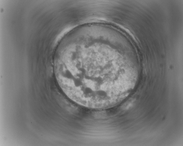 X0000075891363200610062042