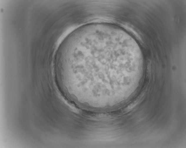 X0000075891375200610062042