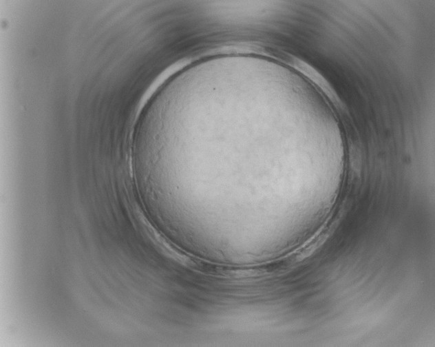 X0000075891436200610062042