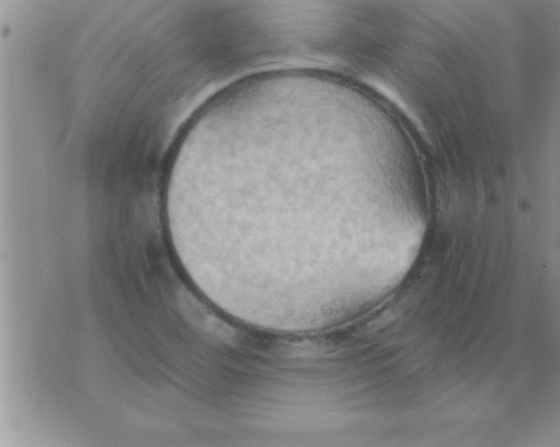 X0000075891460200610062041