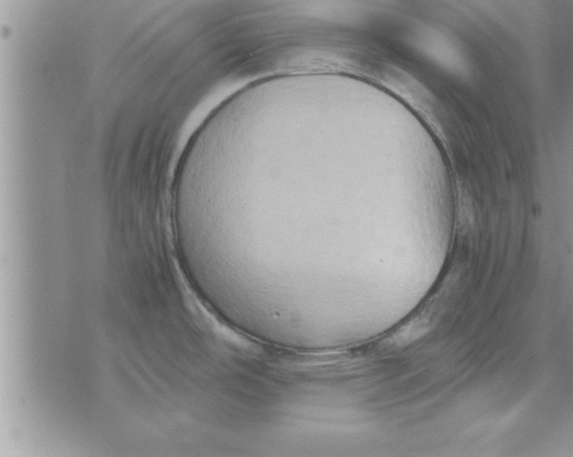 X0000075891486200610062040