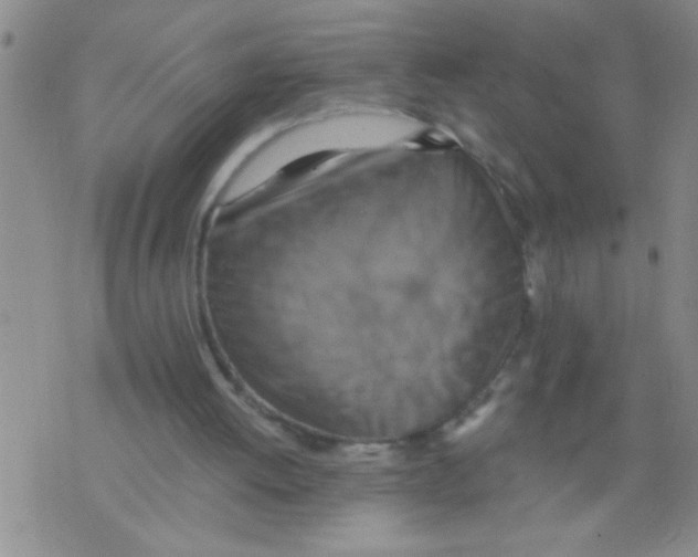 X0000075890052200610151801