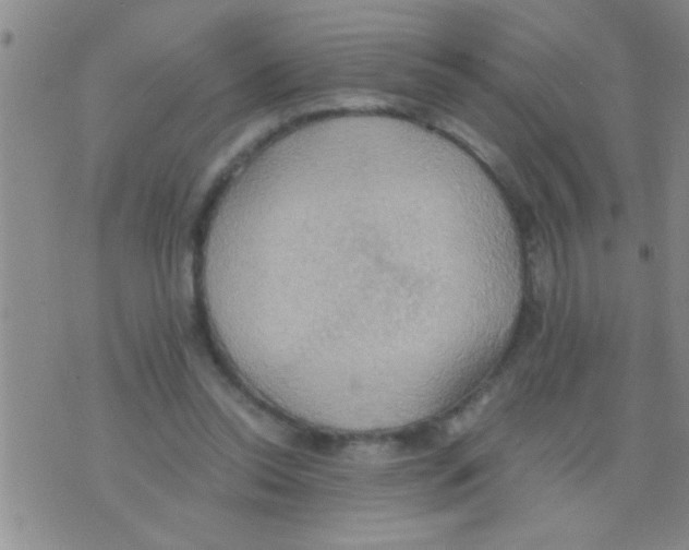 X0000075890350200610151757