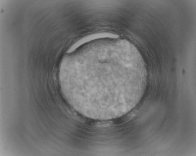 X0000075890373200610151757