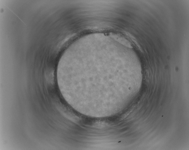 X0000075890596200610151753