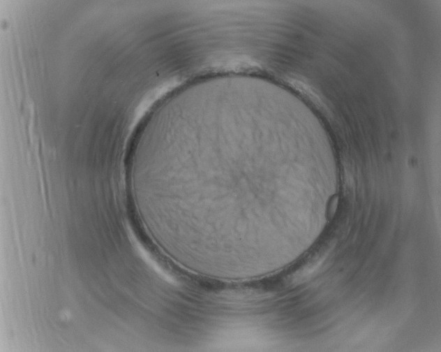 X0000075890630200610151752