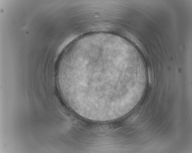 X0000075890675200610151752