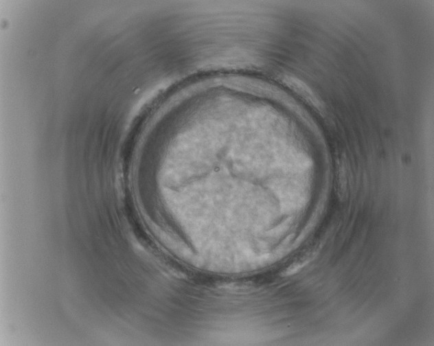 X0000075890680200610151752