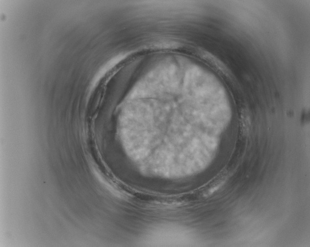 X0000075890726200610151750