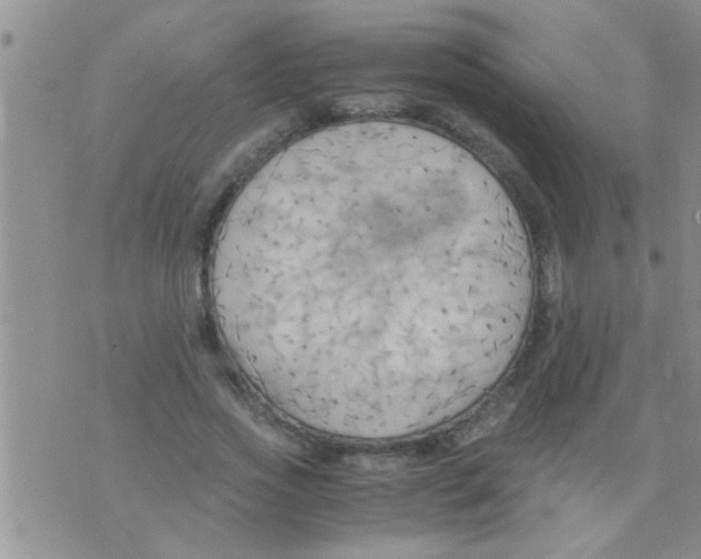 X0000075890733200610151750