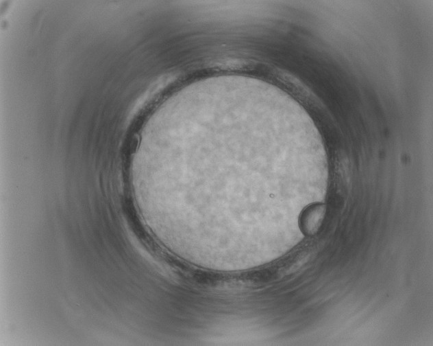 X0000075890734200610151750