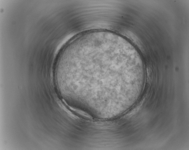 X0000075890780200610151750