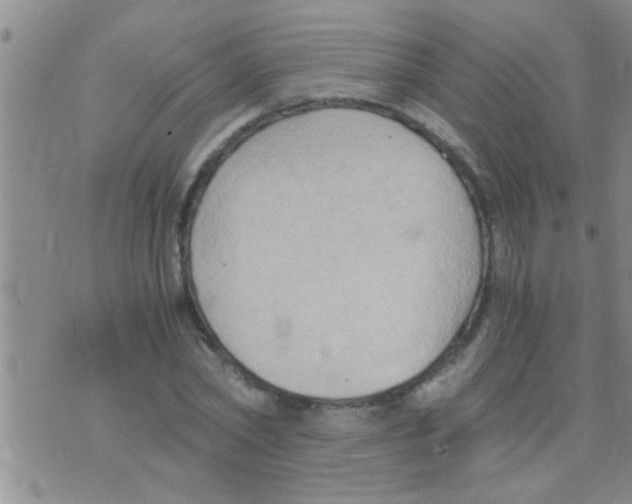 X0000075890782200610151750