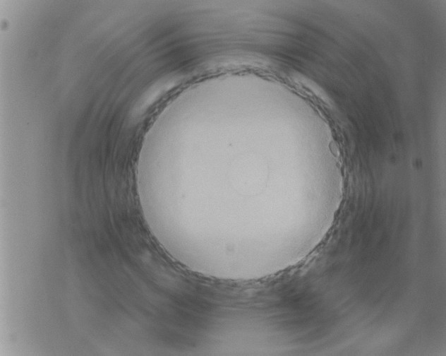 X0000075890824200610151749