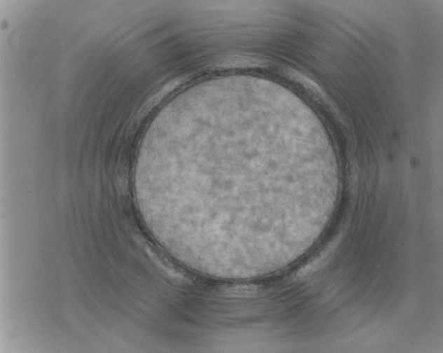 X0000075890833200610151749