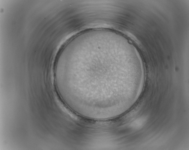 X0000075890840200610151749