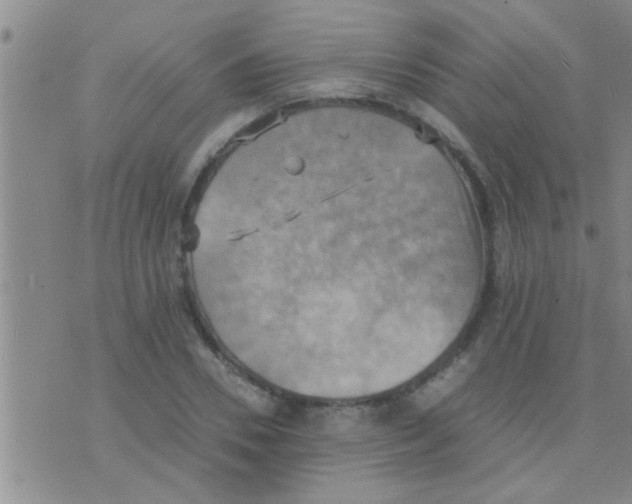 X0000075890930200610151747