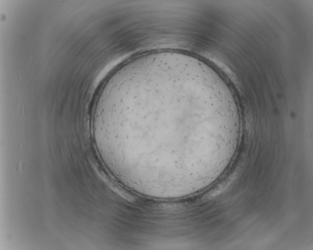 X0000075890933200610151747