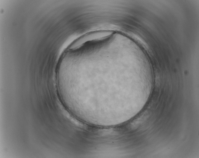 X0000075890990200610151747