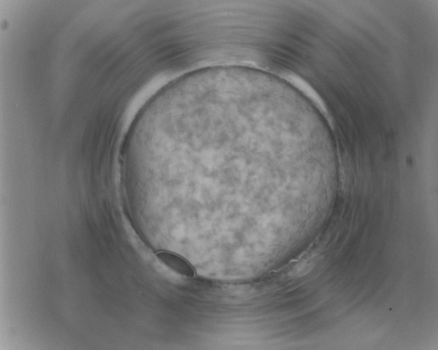 X0000075891096200610151745