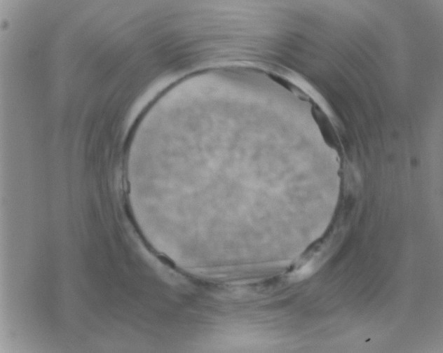 X0000075891101200610151745