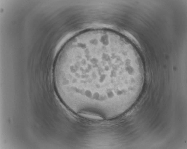 X0000075891183200610151743