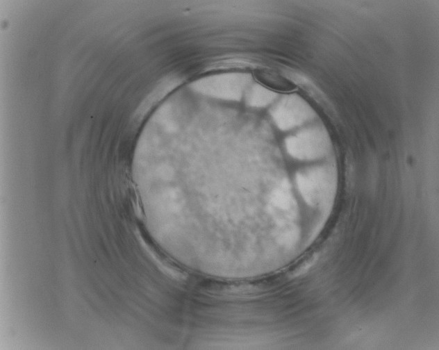 X0000075891233200610151743