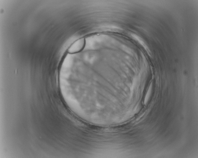 X0000075891275200610151742