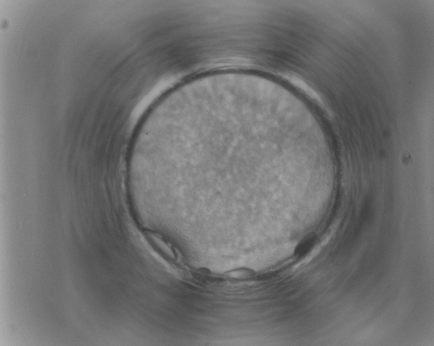 X0000075891325200610151741