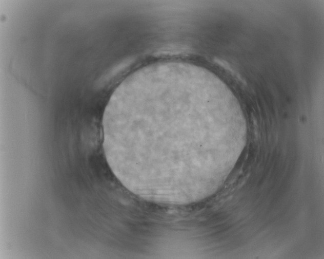 X0000075891350200610151741