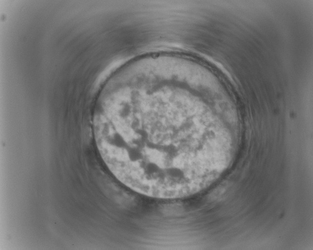 X0000075891363200610151740