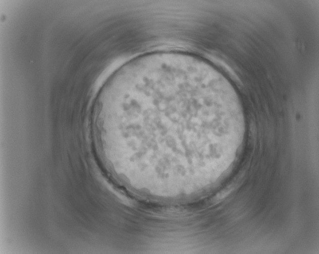 X0000075891375200610151740