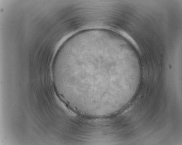 X0000075891380200610151740