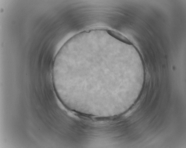 X0000075891390200610151740