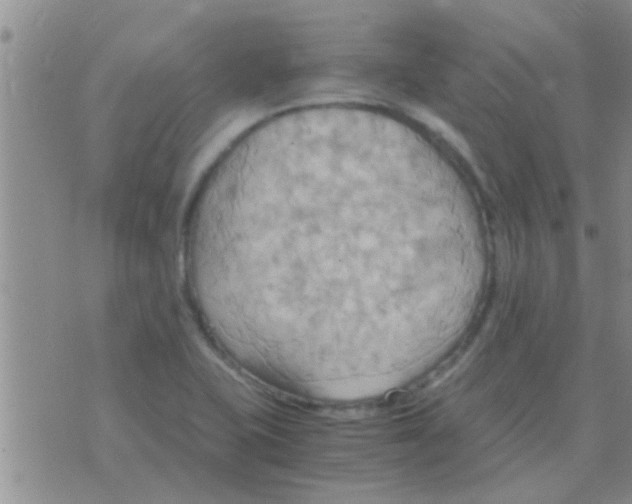 X0000075891415200610151740