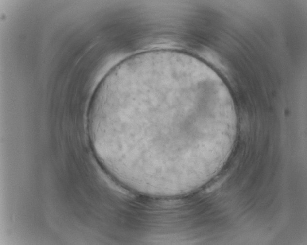 X0000075891423200610151740