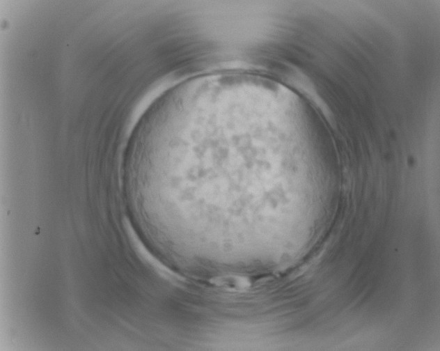 X0000075891483200610151739