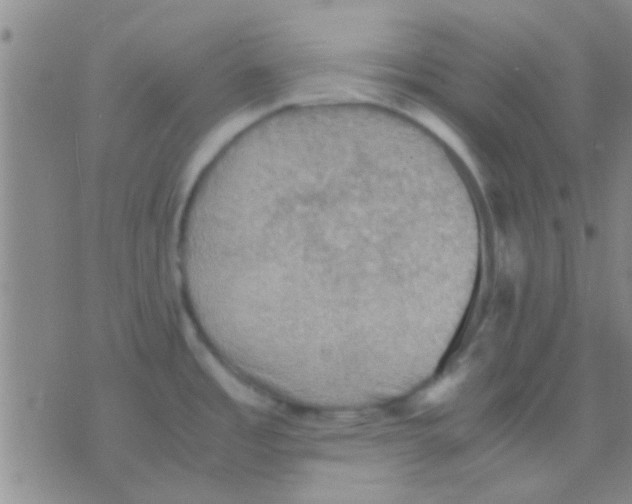 X0000075891485200610151738