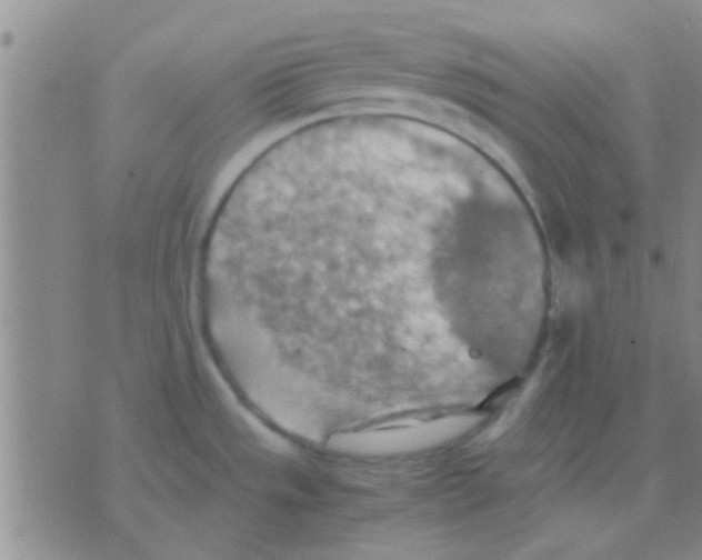 X0000075891533200610151738