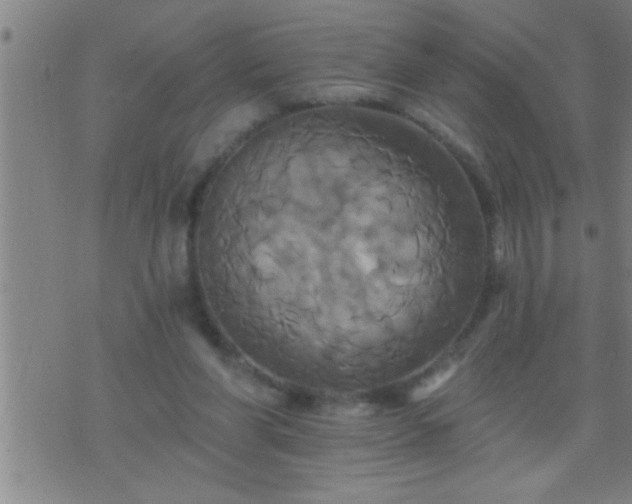 X0000075900206200609221945