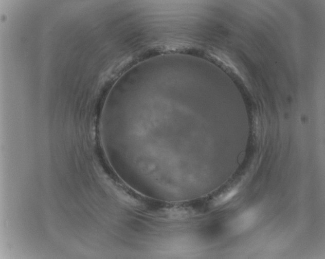 X0000075900545200609221939