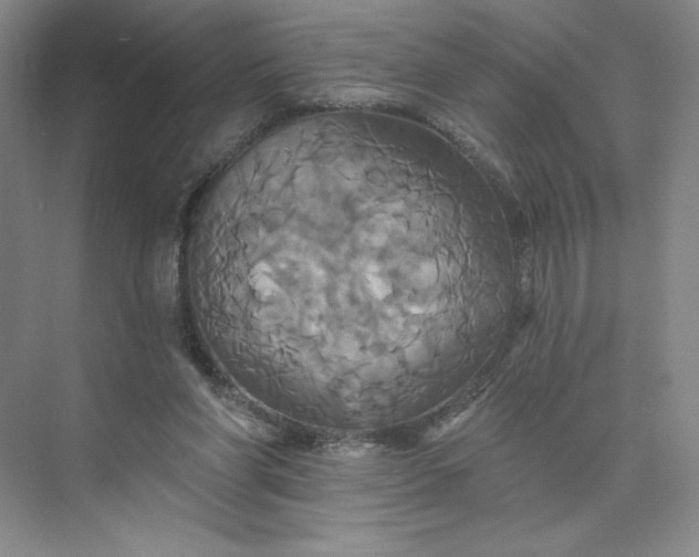 X0000075900206200609291740