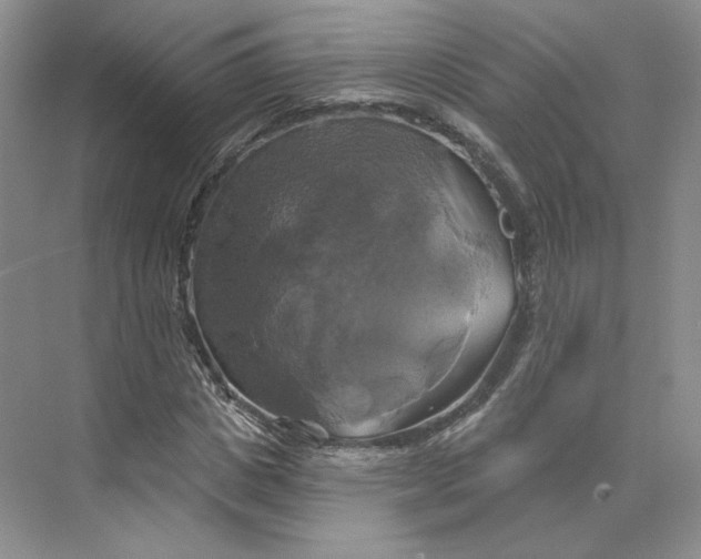 X0000075900825200609291729