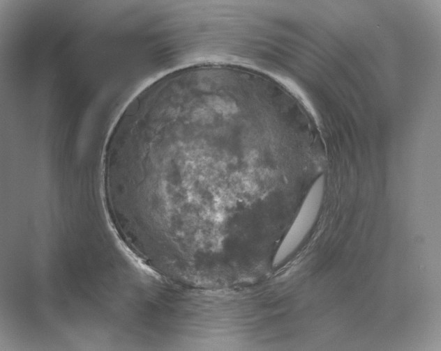 X0000075900903200609291729