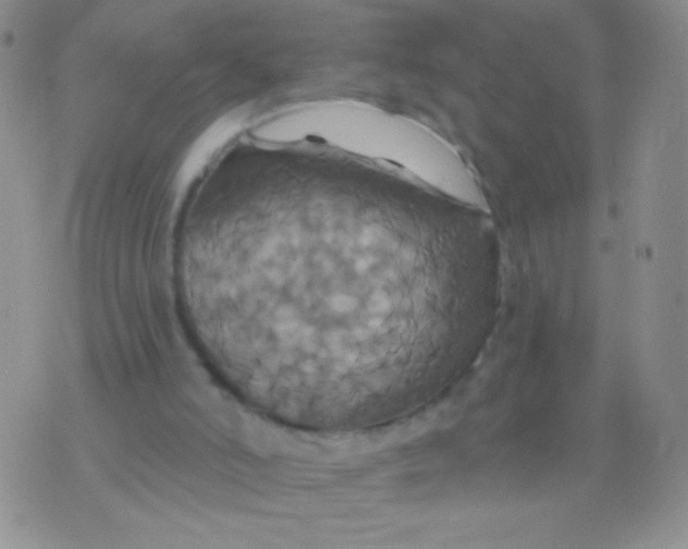 X0000075900006200610062129