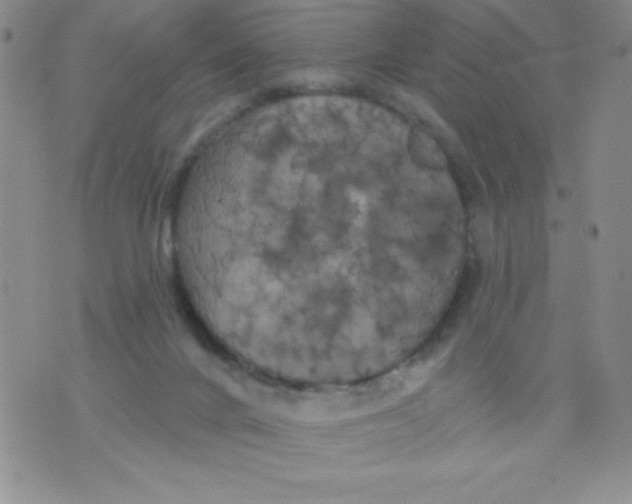 X0000075900024200610062129