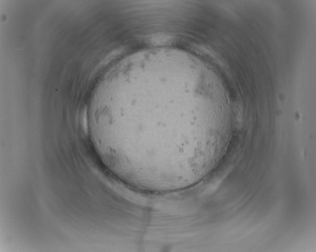 X0000075900028200610062129