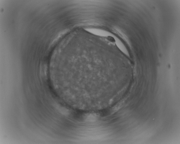 X0000075900115200610062127