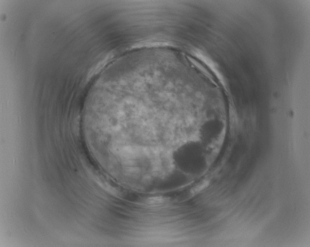 X0000075900153200610062126